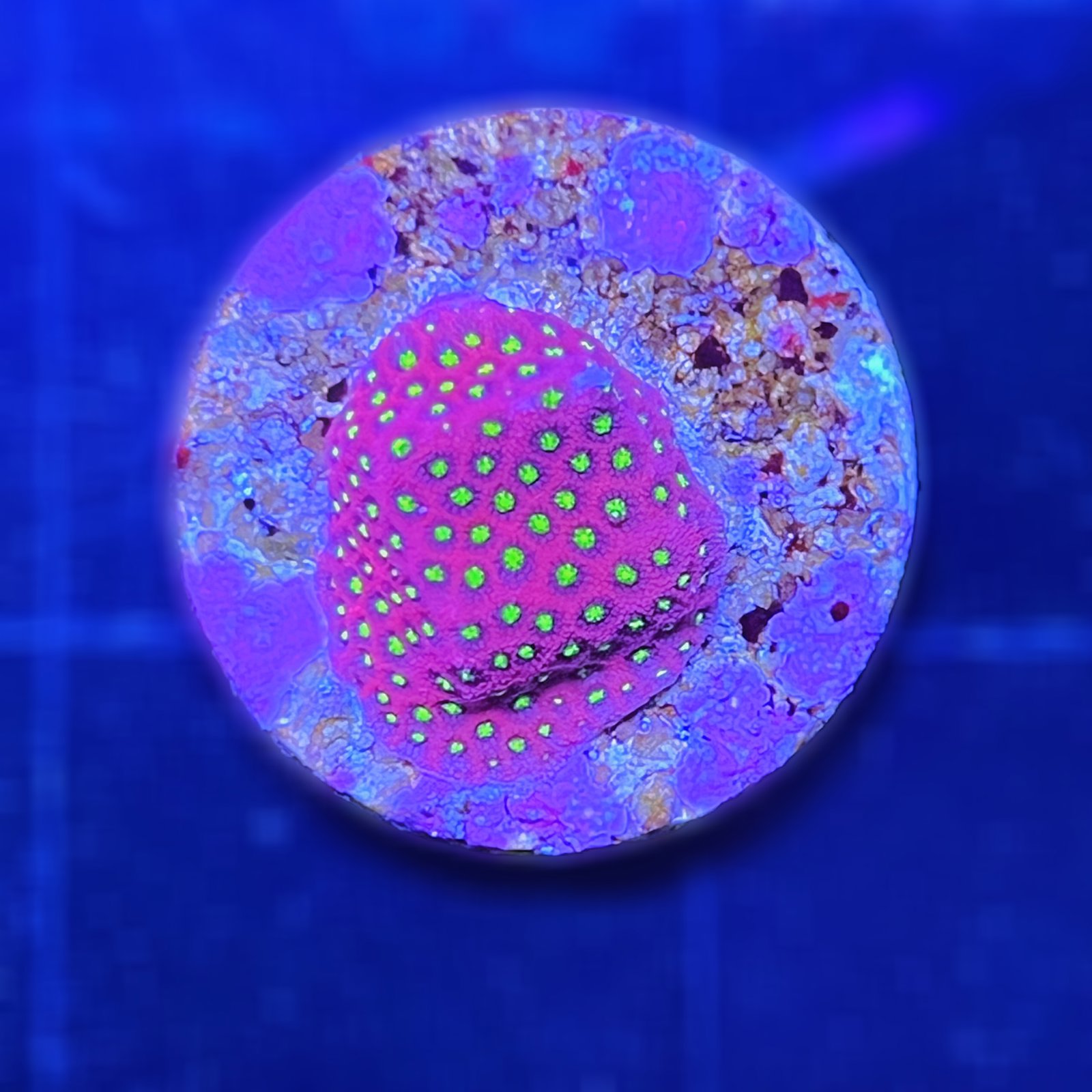 Electric Daisy Stylocoeniella
