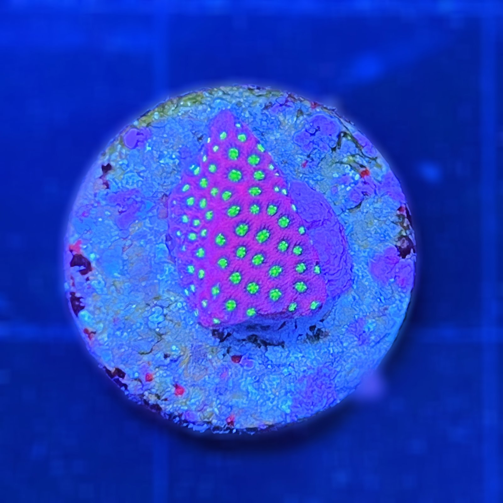 Electric Daisy Stylocoeniella