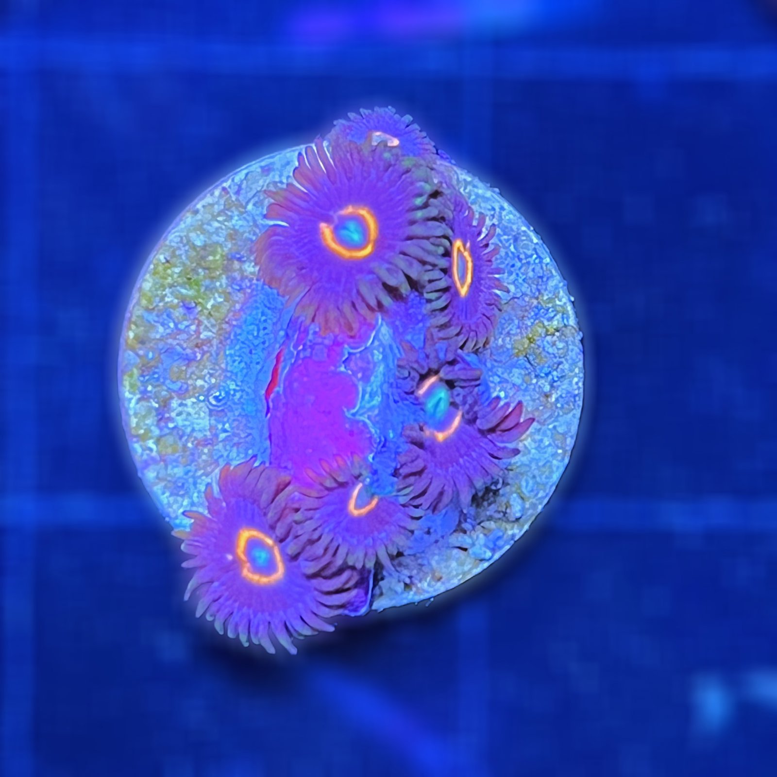 UFO Zoas