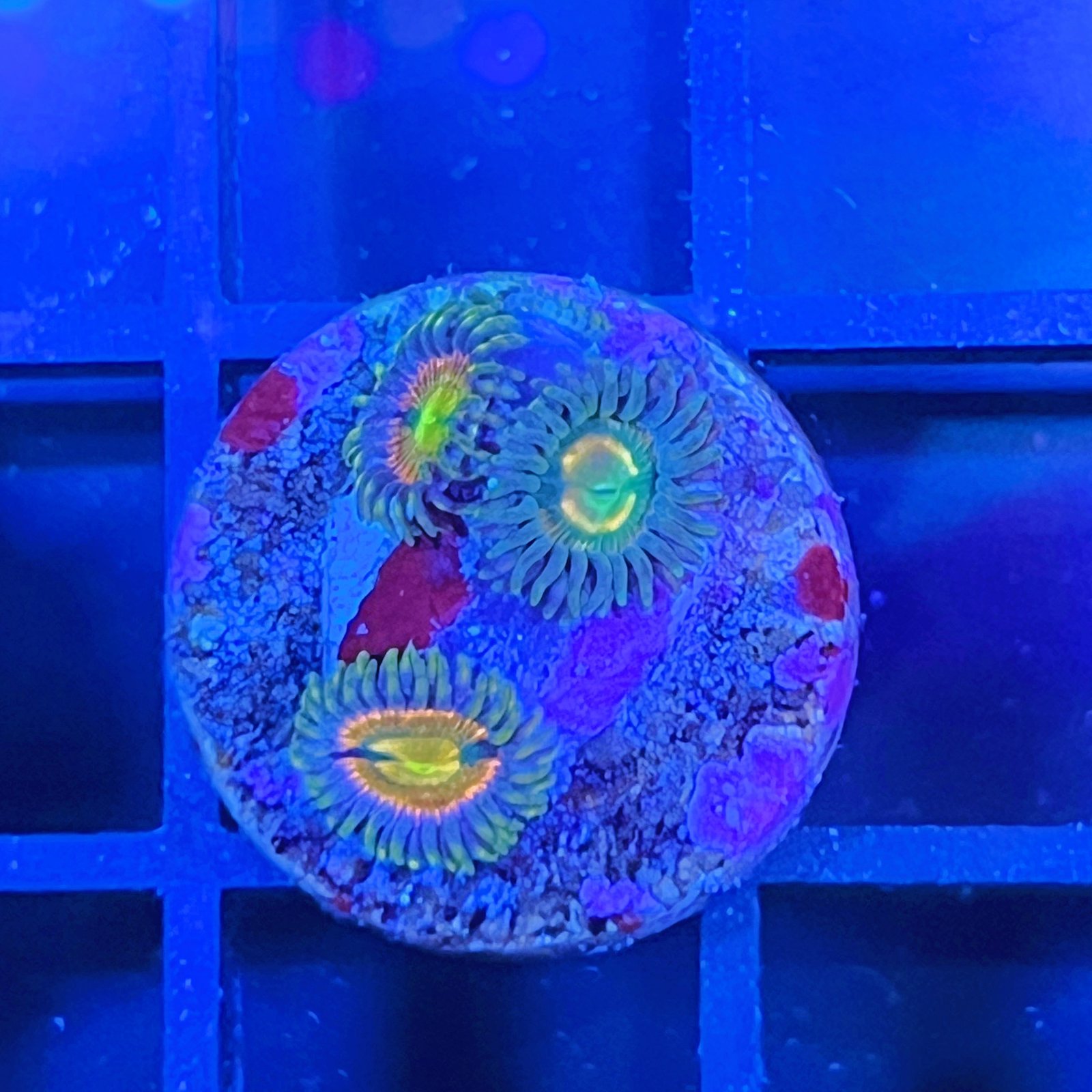 RR Kraken Zoas