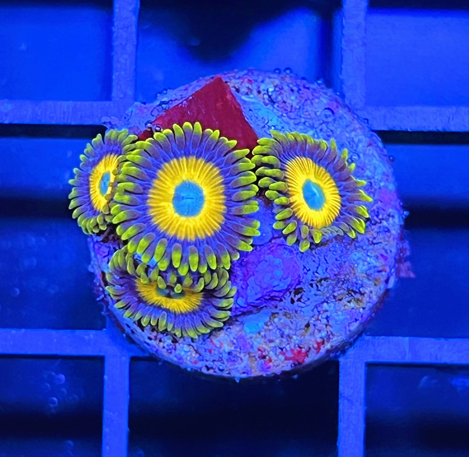 Scrambled Eggs Zoas