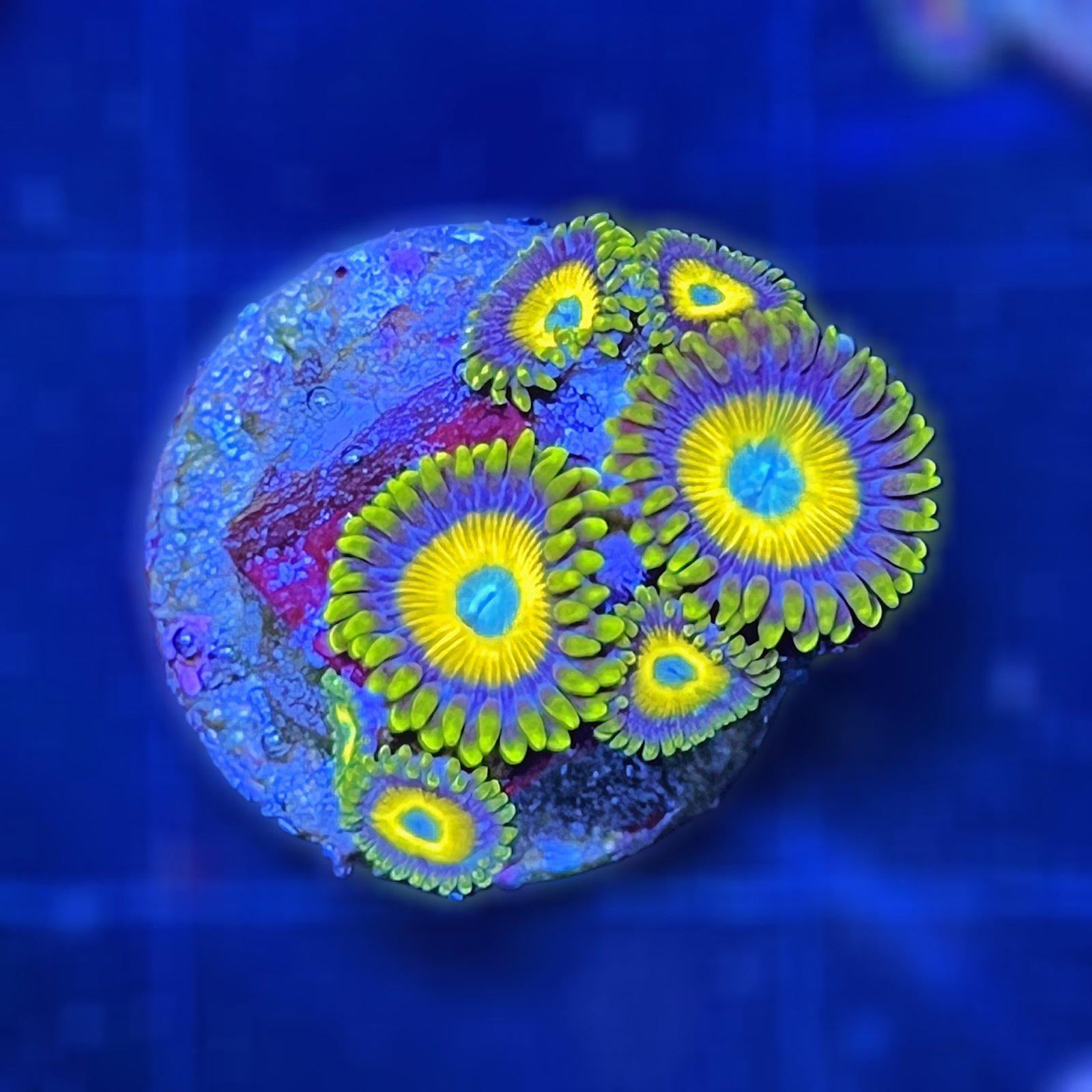 Scrambled Eggs Zoas