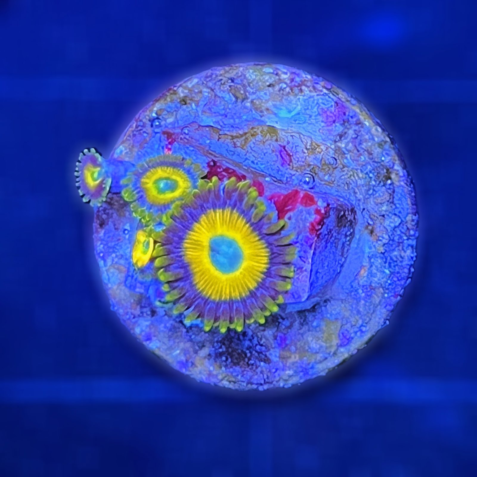 Scrambled Eggs Zoas