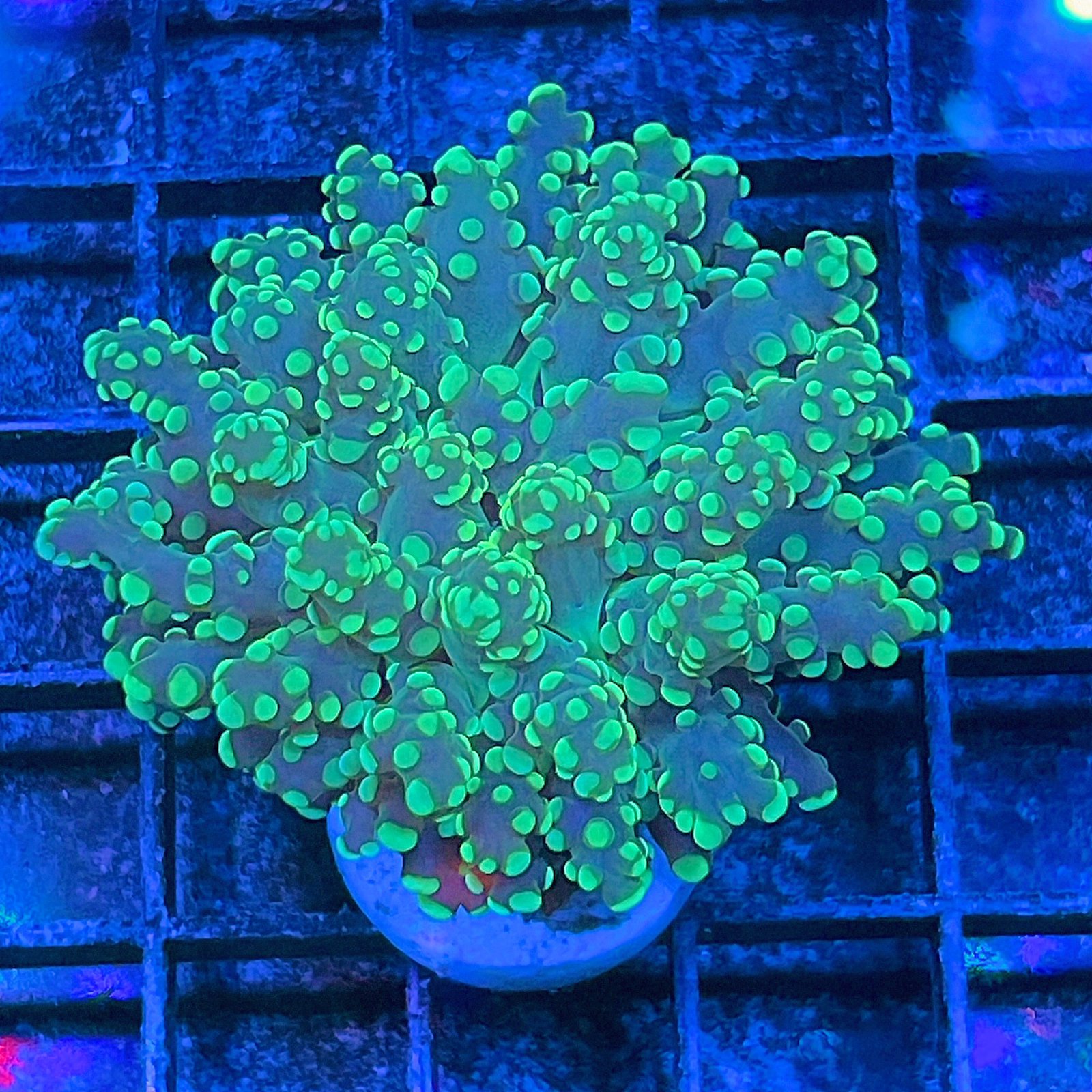 Green Octospawn
