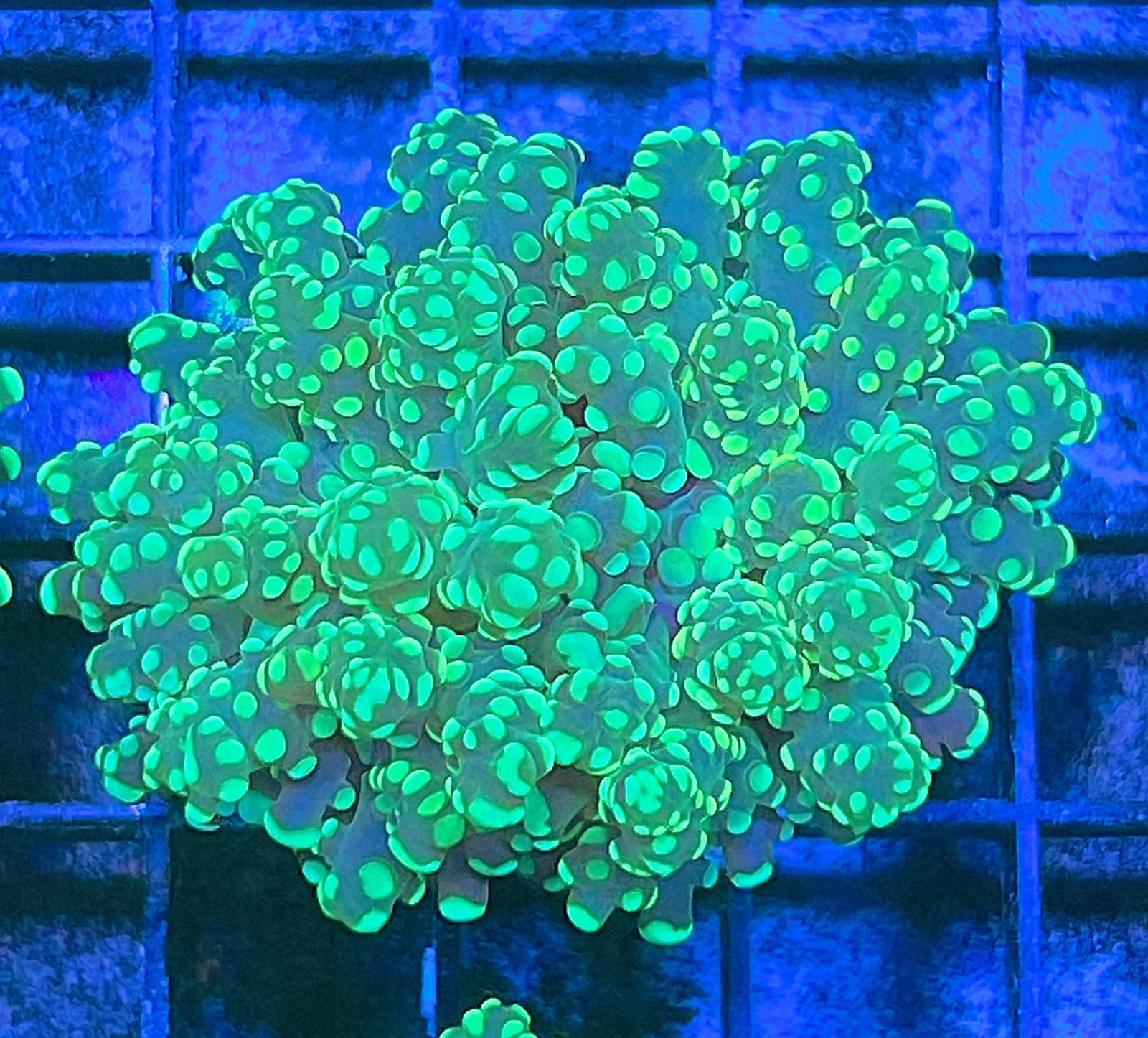 Green Octospawn