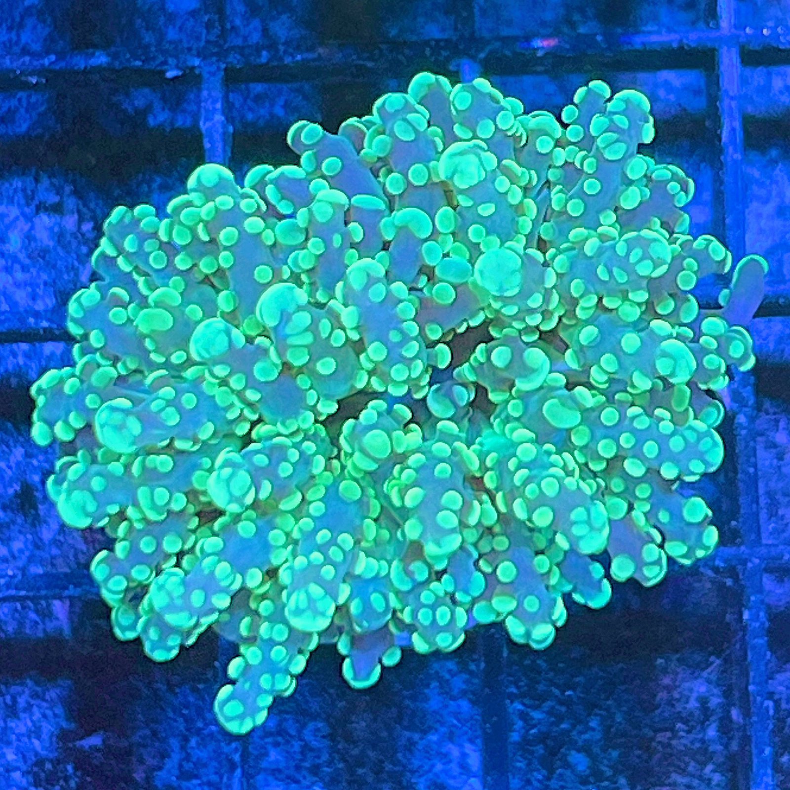 Green Octospawn