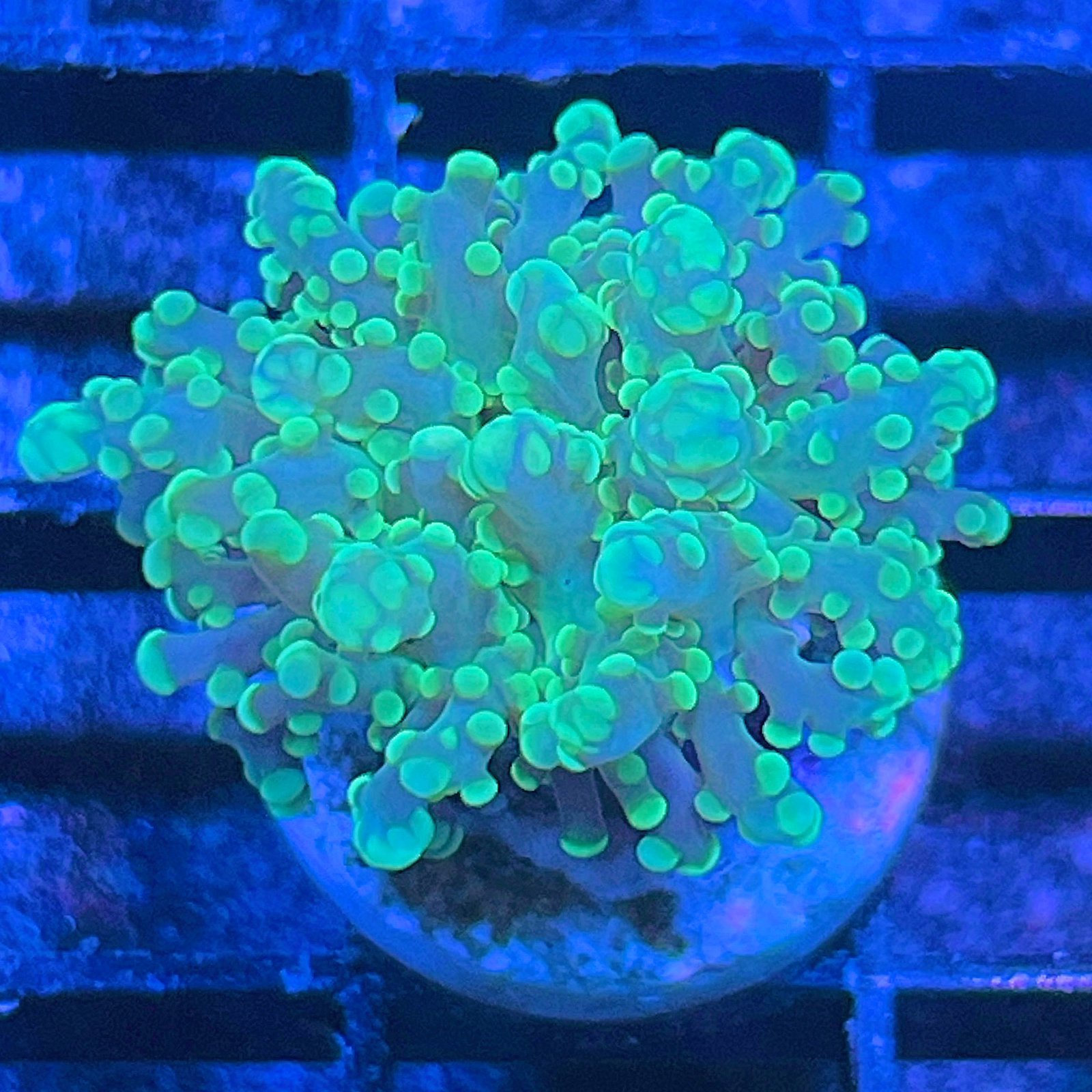 Green Octospawn