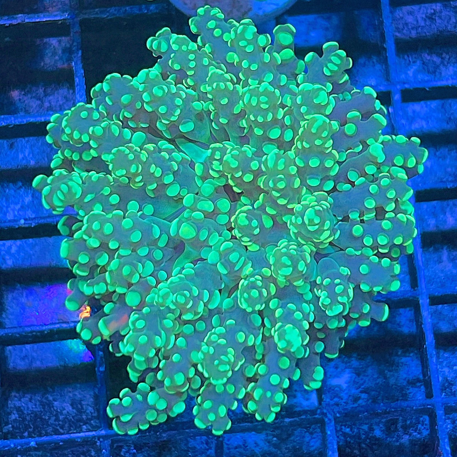 Green Octospawn