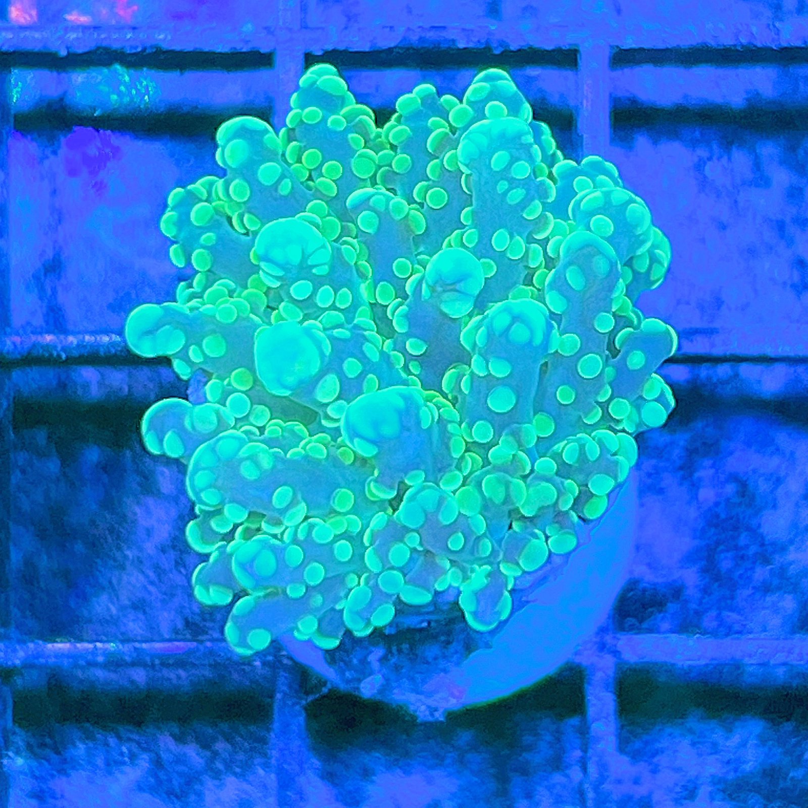 Green Octospawn