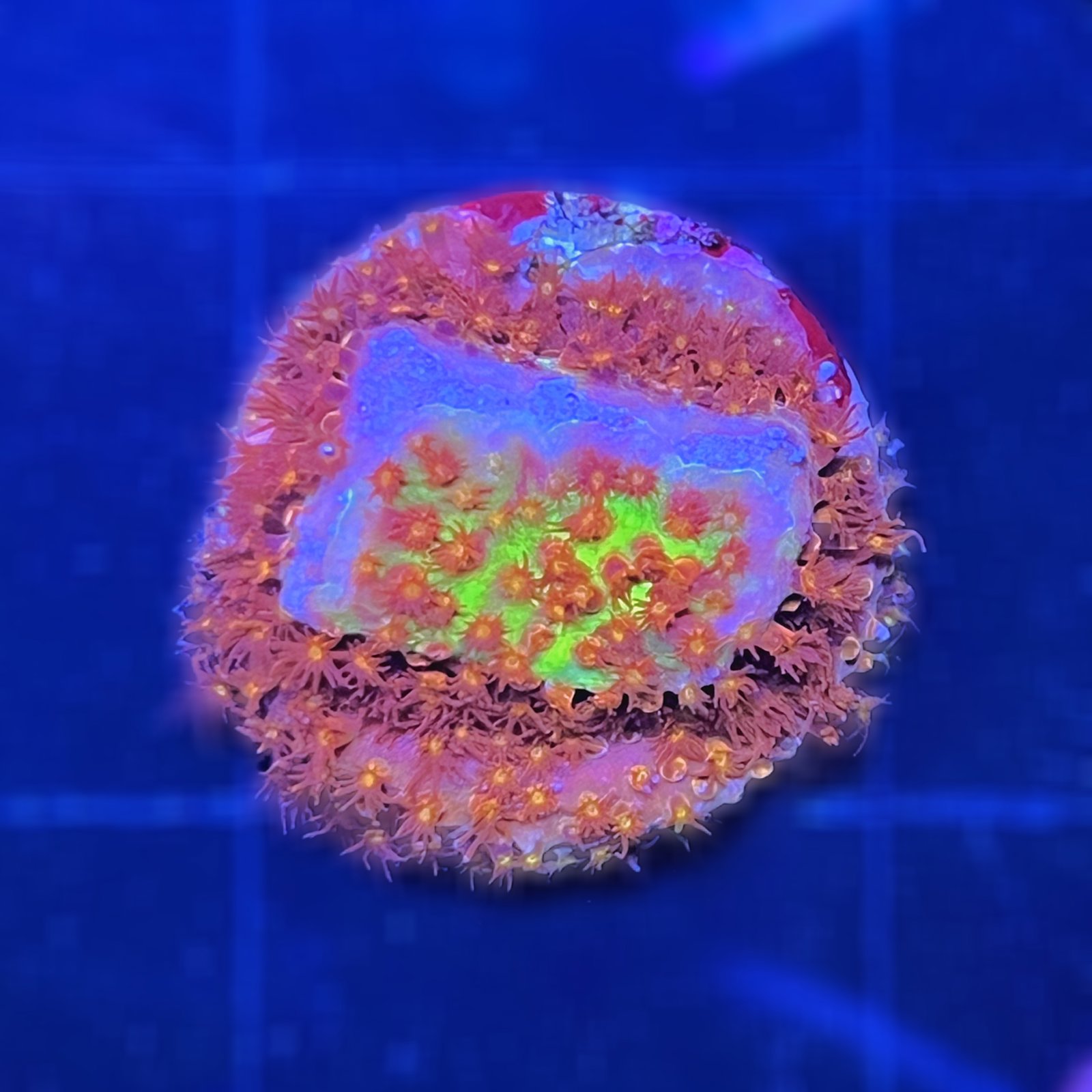 Burning Banana Stylocoeniella