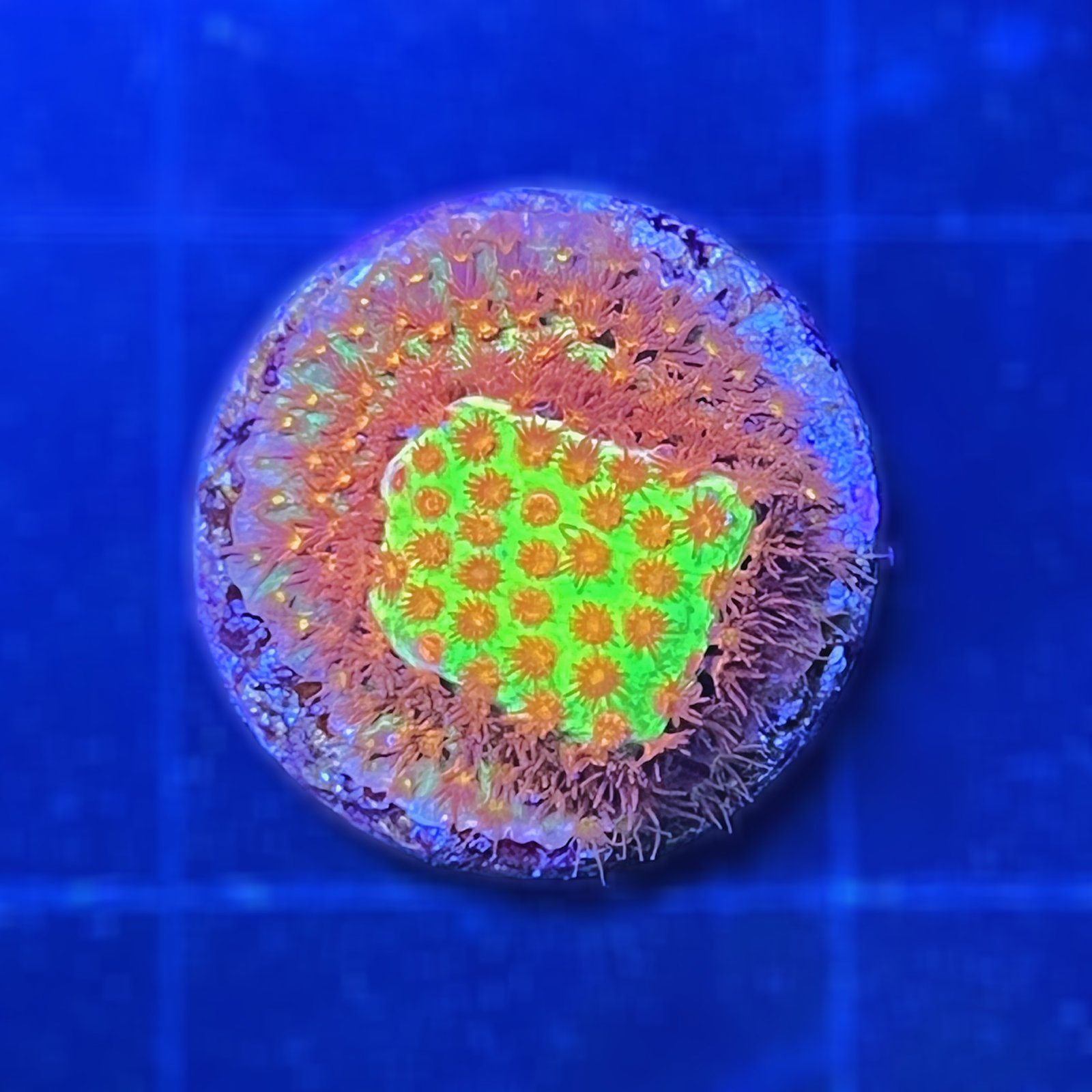 Burning Banana Stylocoeniella