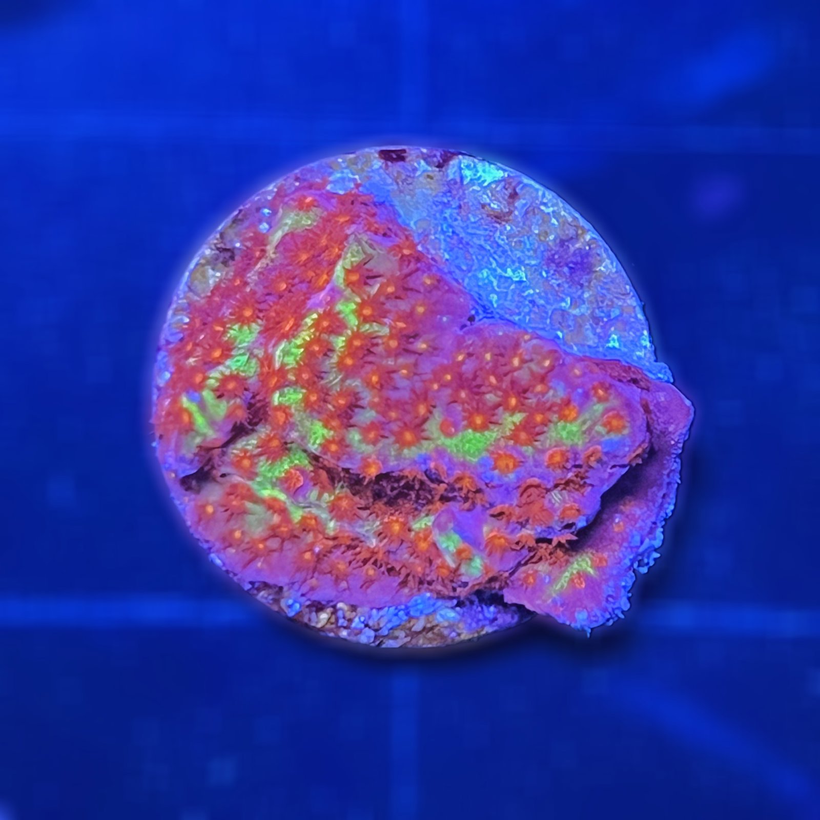 Burning Banana Stylocoeniella