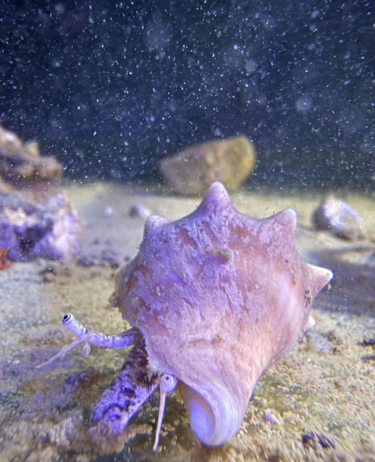 Caracol Strombus Gigas
