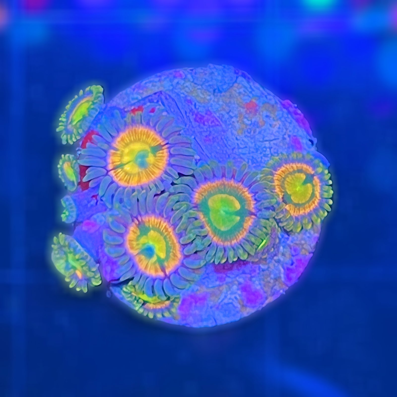 RR Kraken Zoas