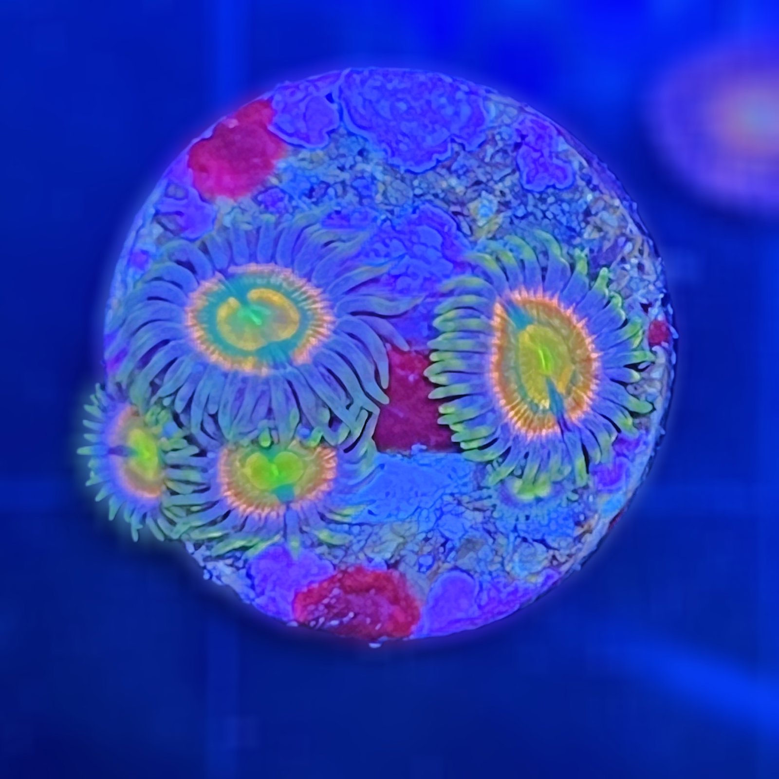 RR Kraken Zoas