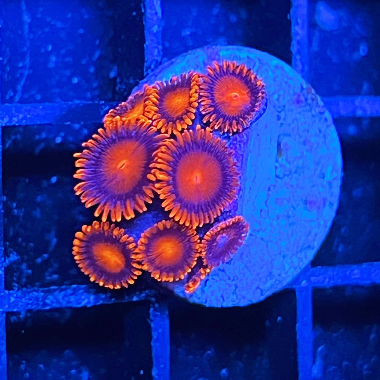 Bam Bam Zoas