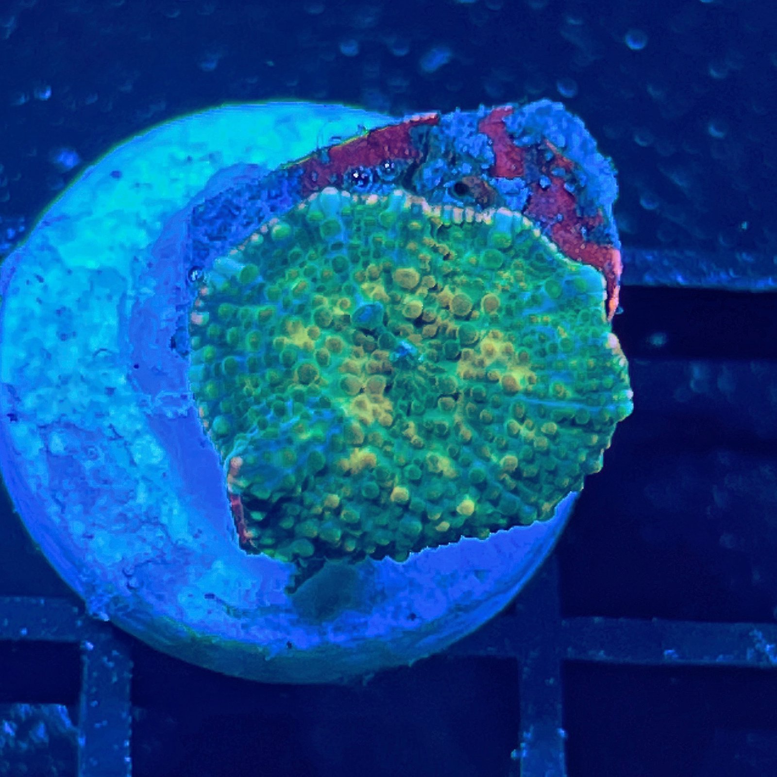 LC Golden Galaxy Discosoma