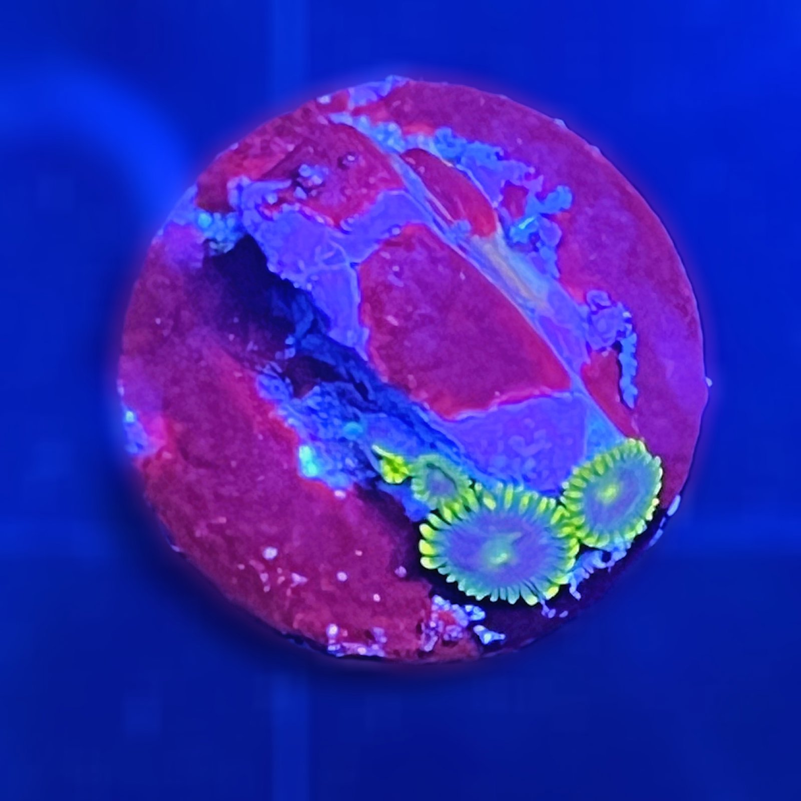 CC Star Fighters Zoas