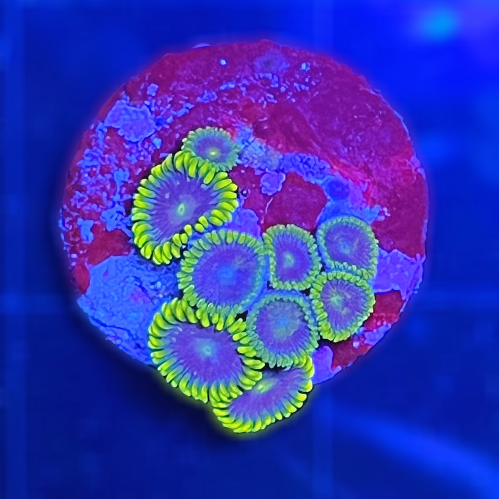 CC Star Fighters Zoas