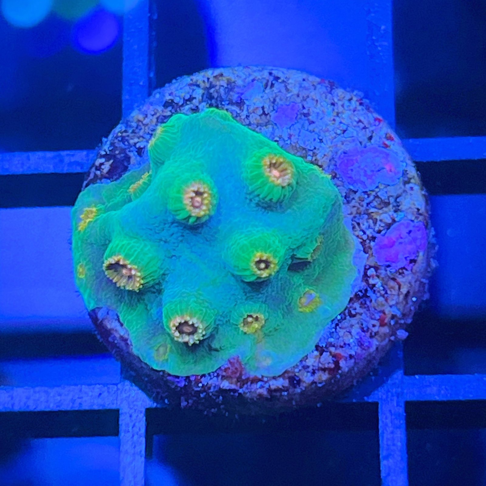 Meteor Shower Cyphastrea