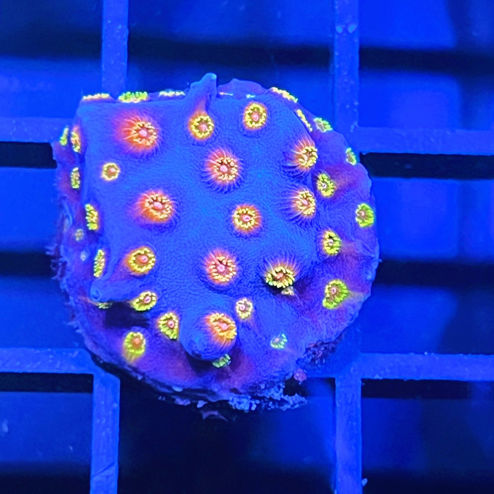 Cyphastrea Bizarro