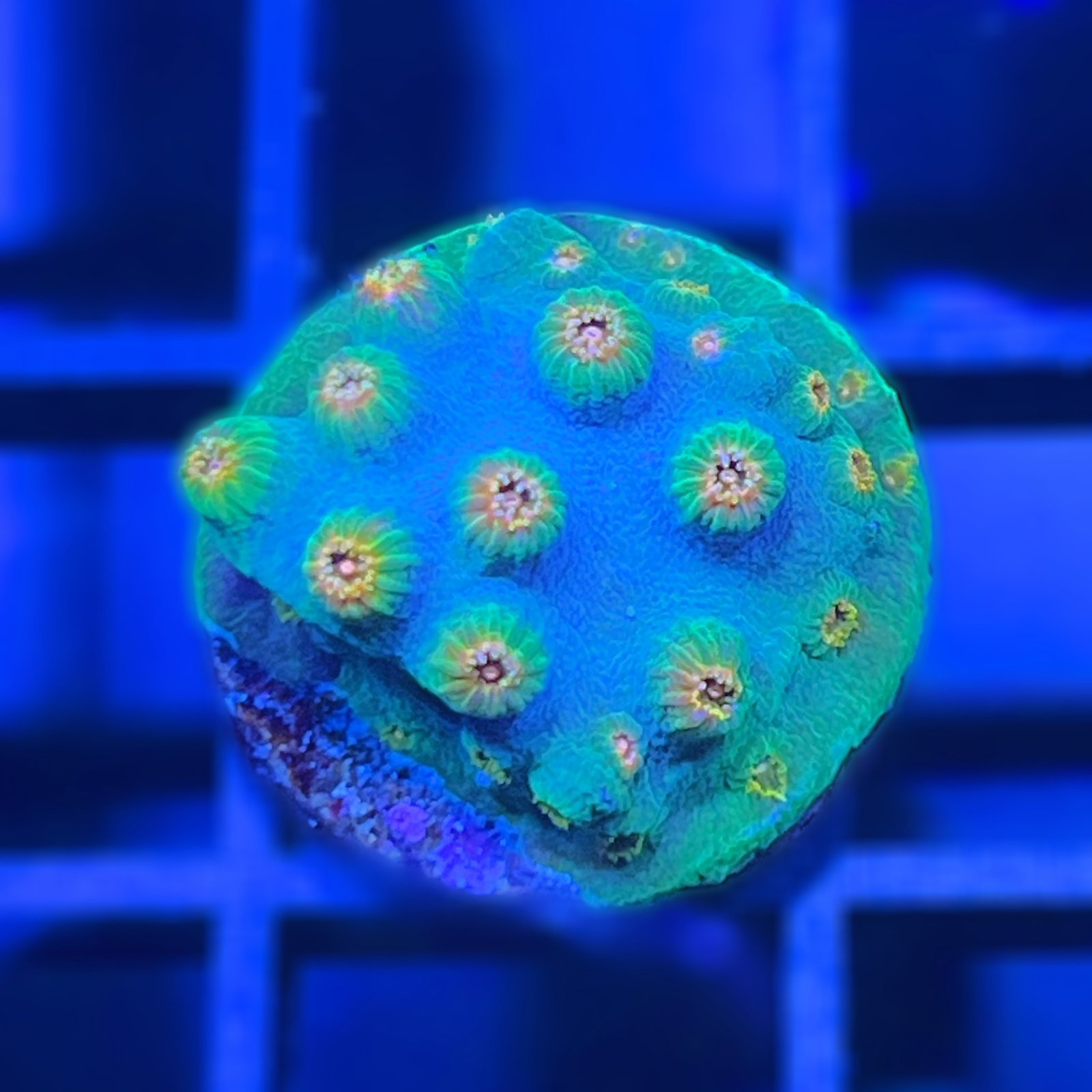 Meteor Shower Cyphastrea