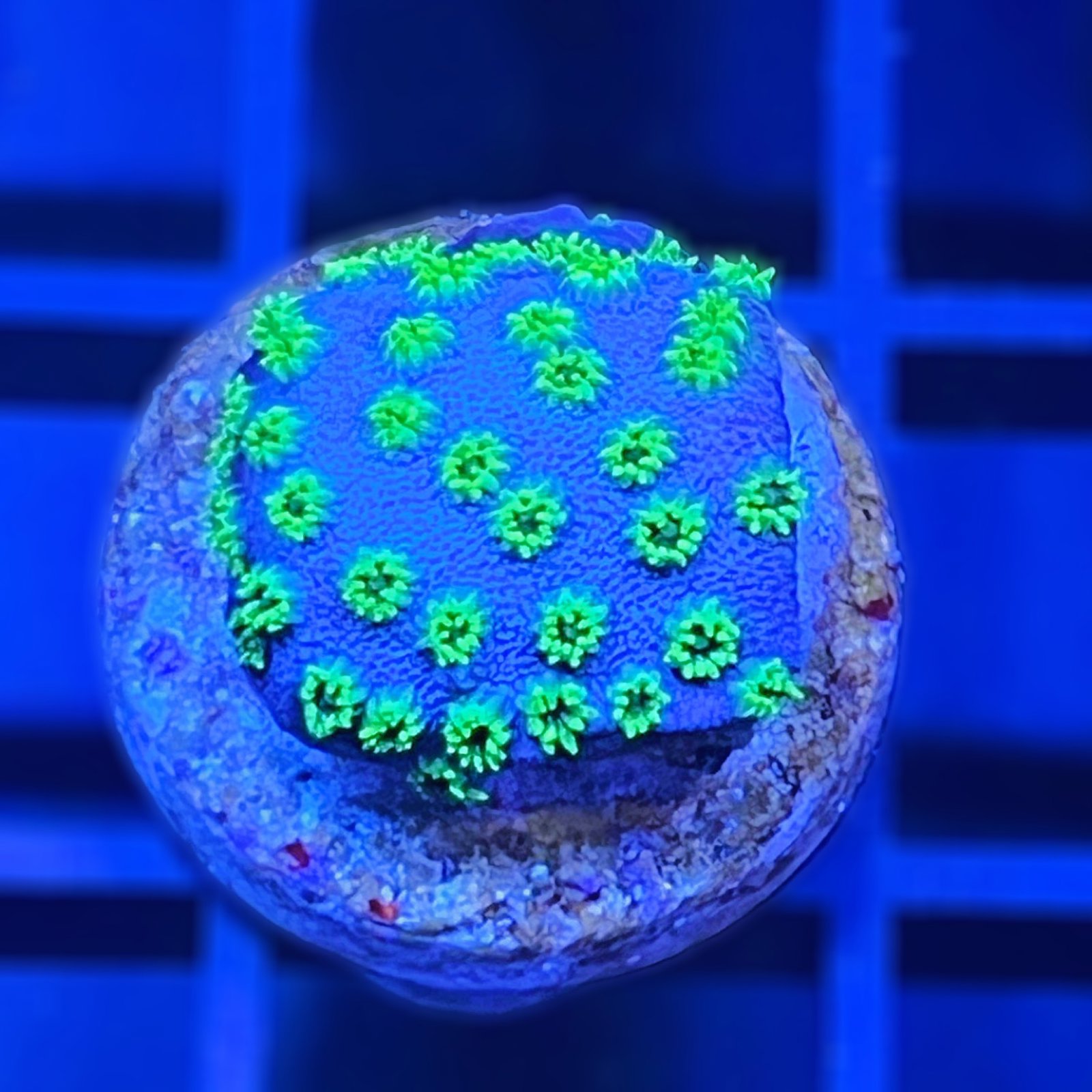 Sea Foam Cyphastrea
