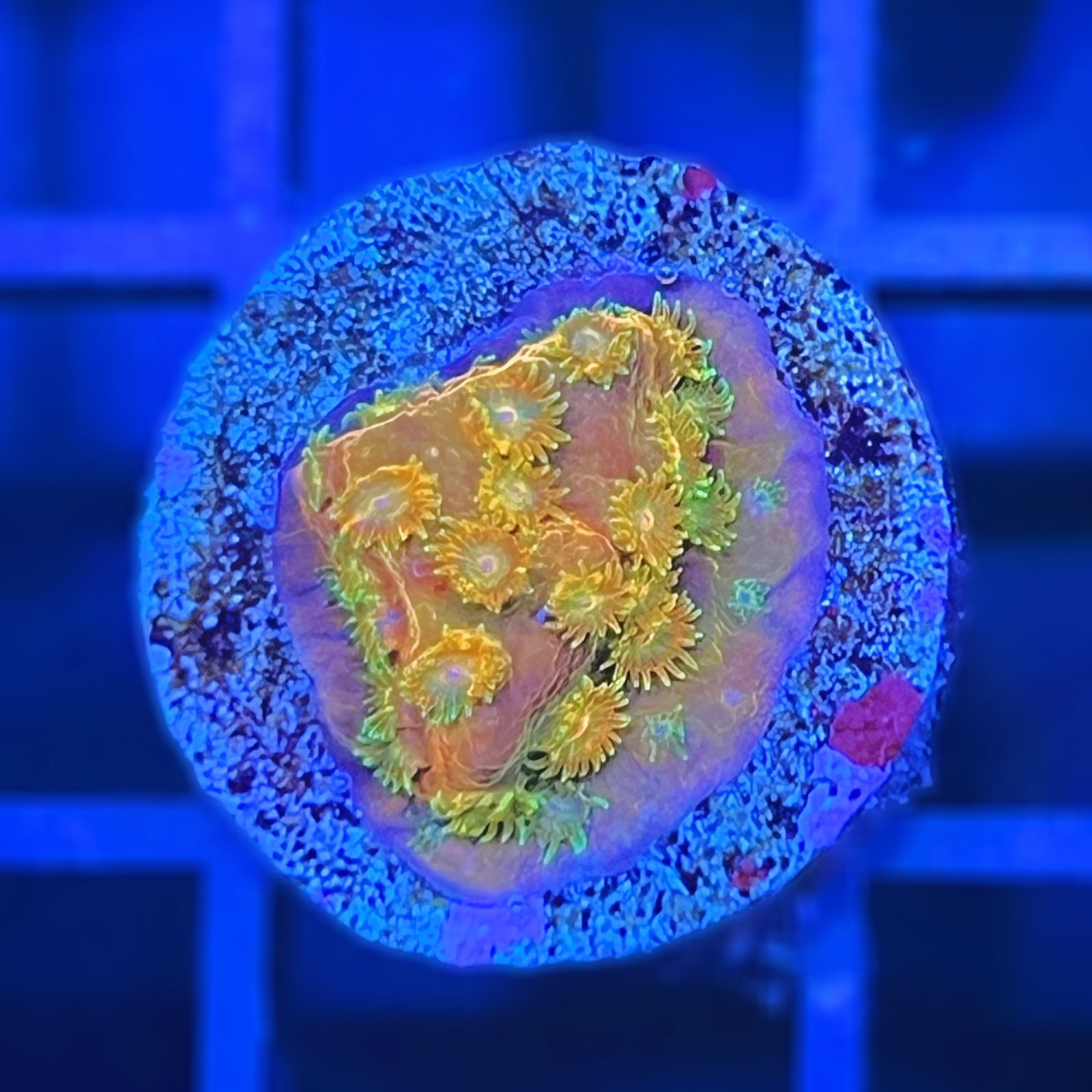 Circuit Breaker Cyphastrea