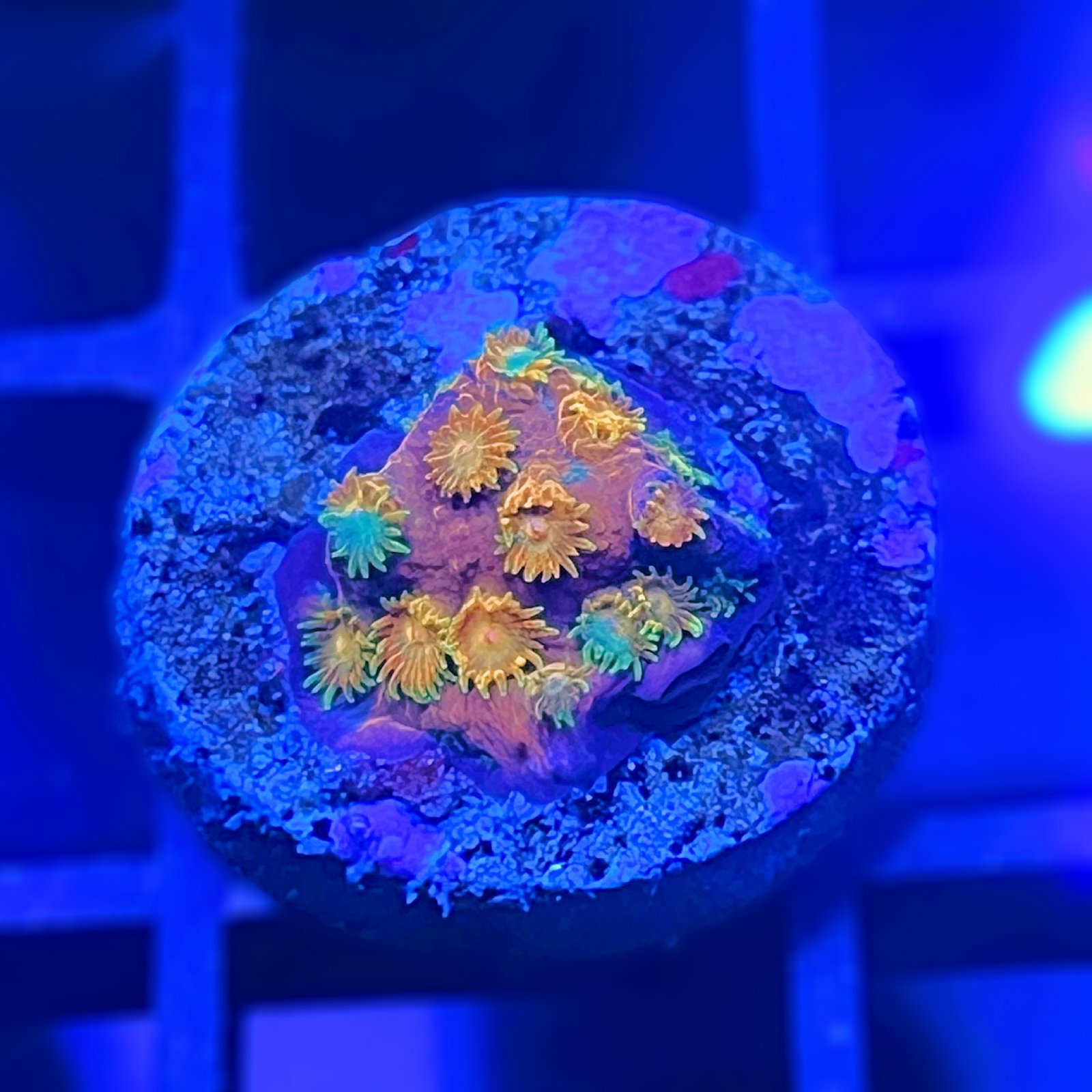 Circuit Breaker Cyphastrea