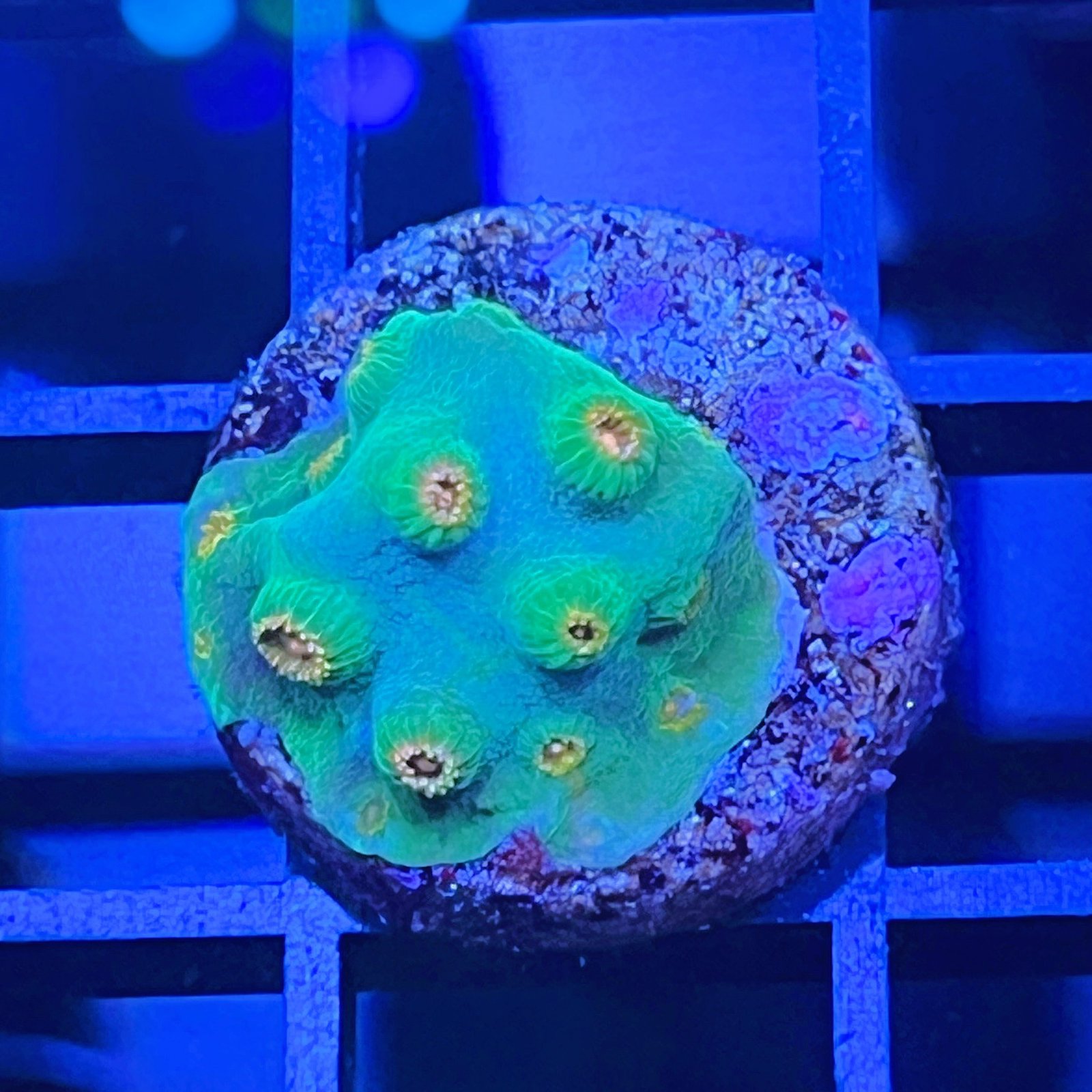 Meteor Shower Cyphastrea