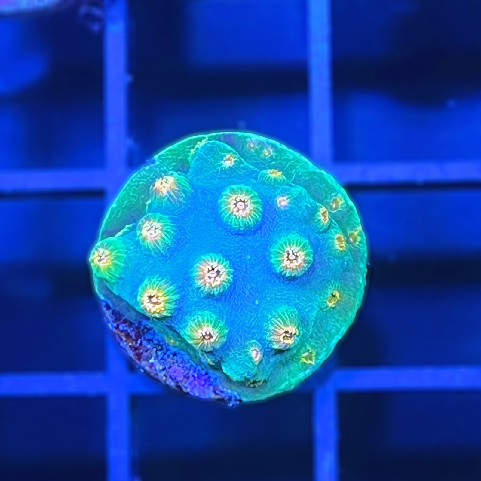 Meteor Shower Cyphastrea