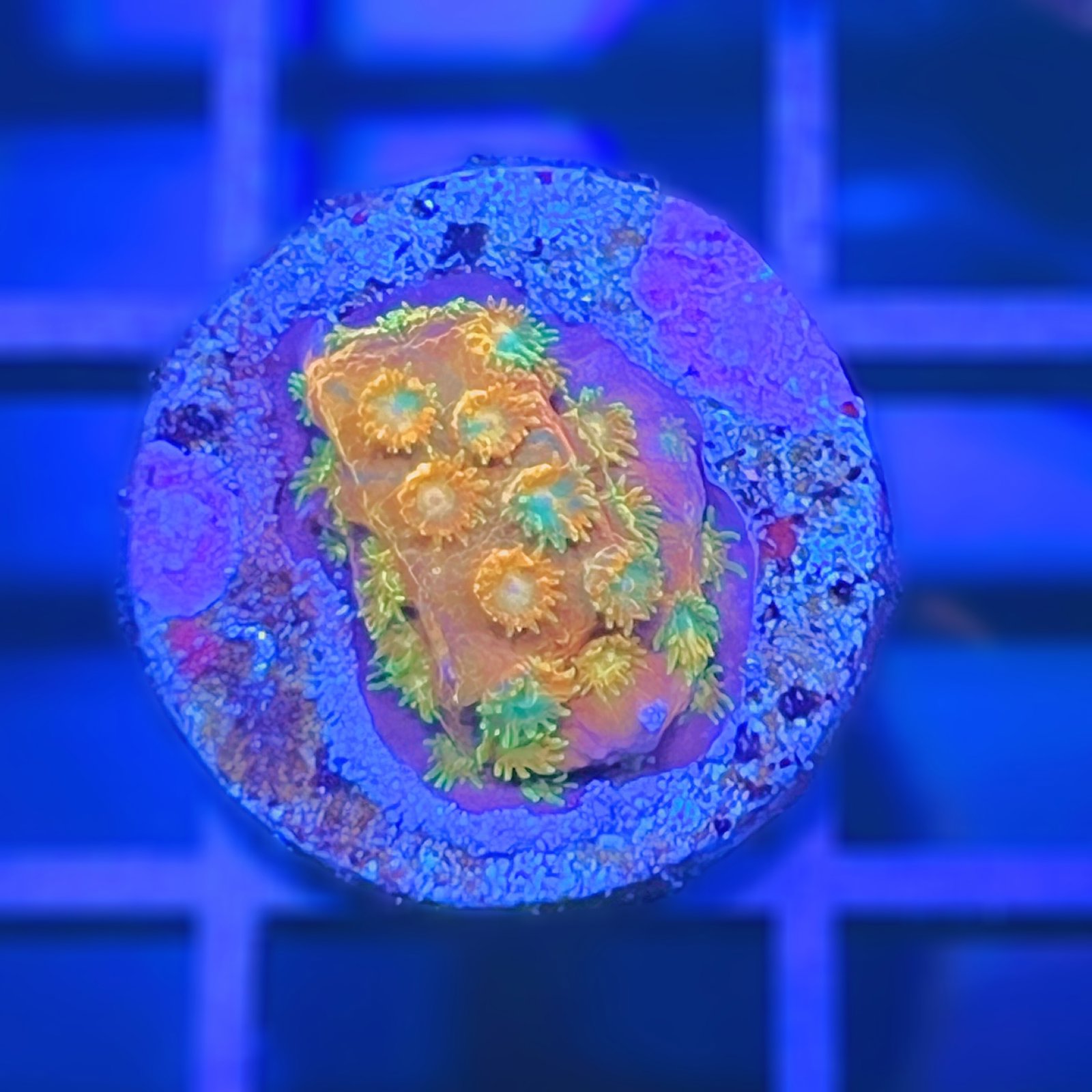 Circuit Breaker Cyphastrea