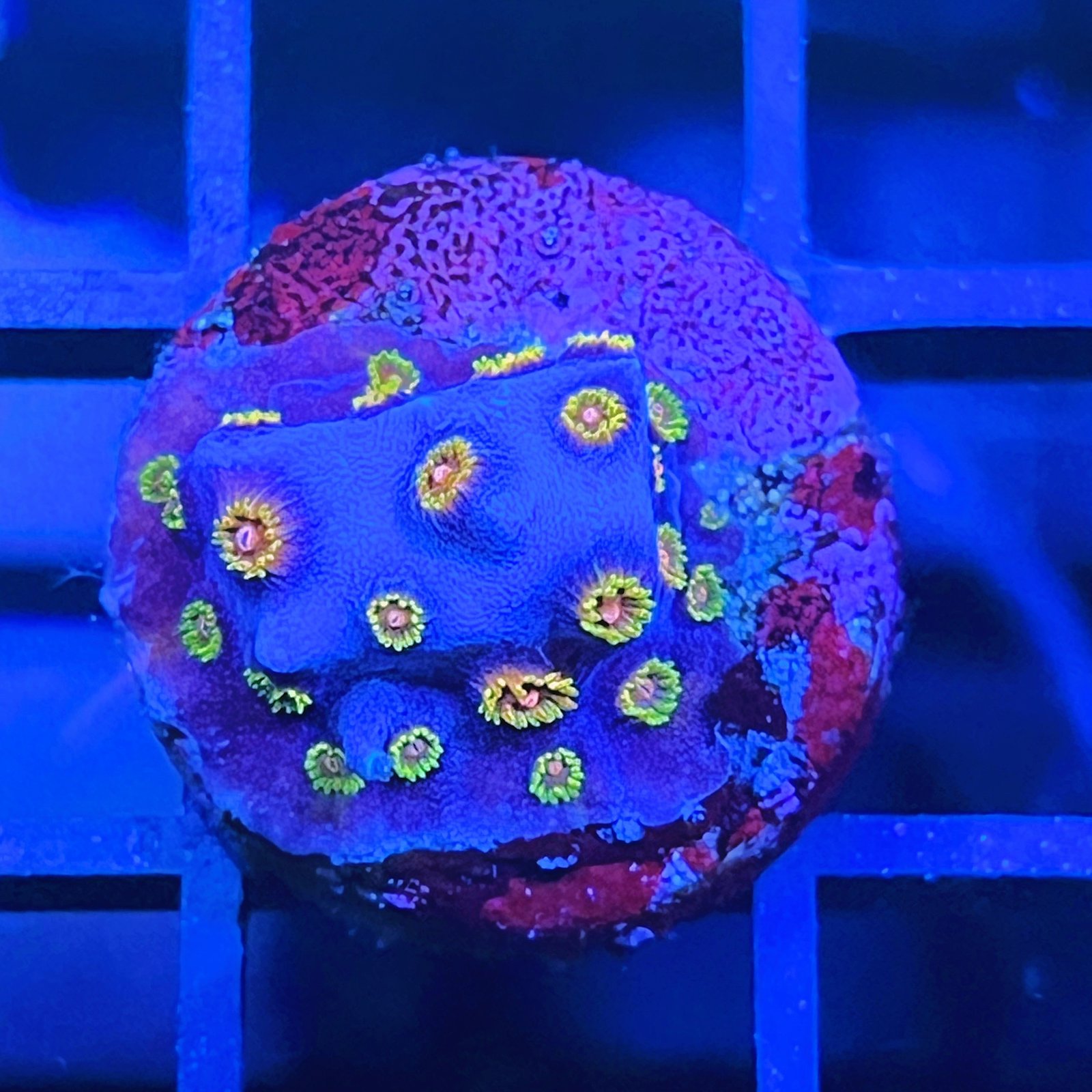 Cyphastrea Bizarro
