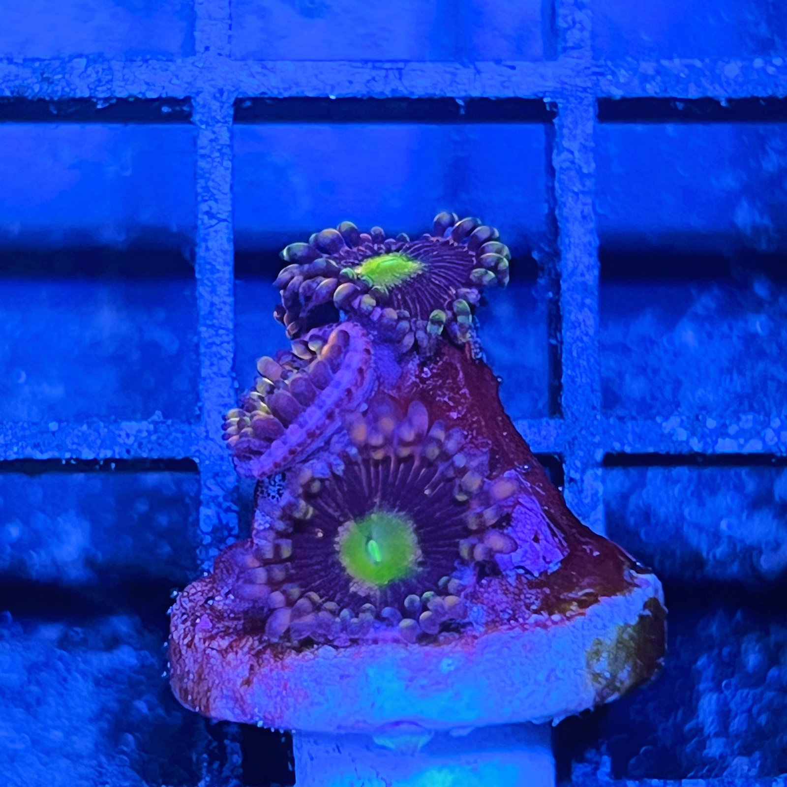 Bozo’s Birthday Zoas