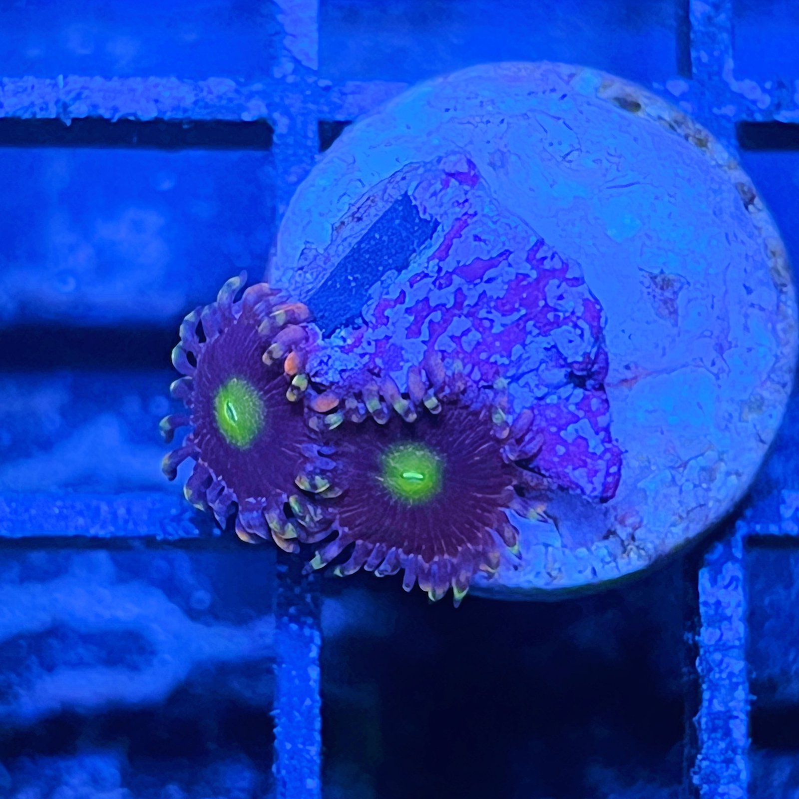 Bozo’s Birthday Zoas