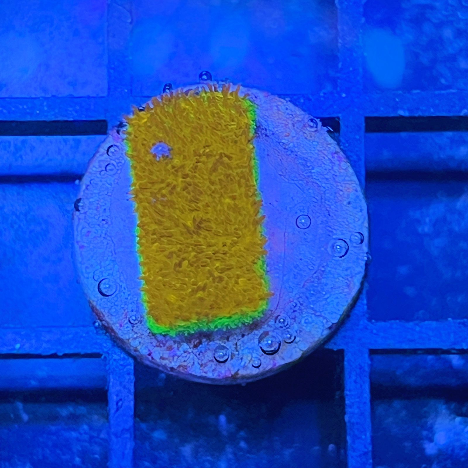Psammocora Watermelon