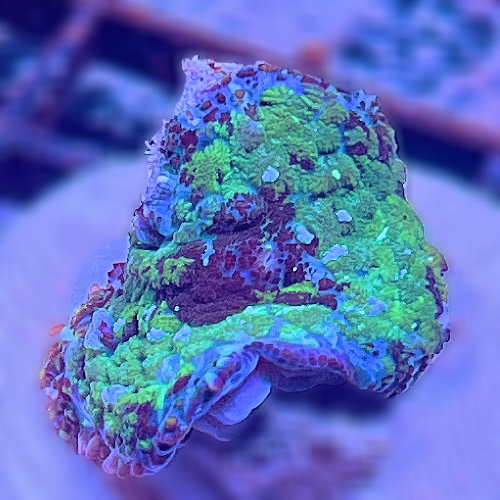 LC Toxic Abyss Discosoma
