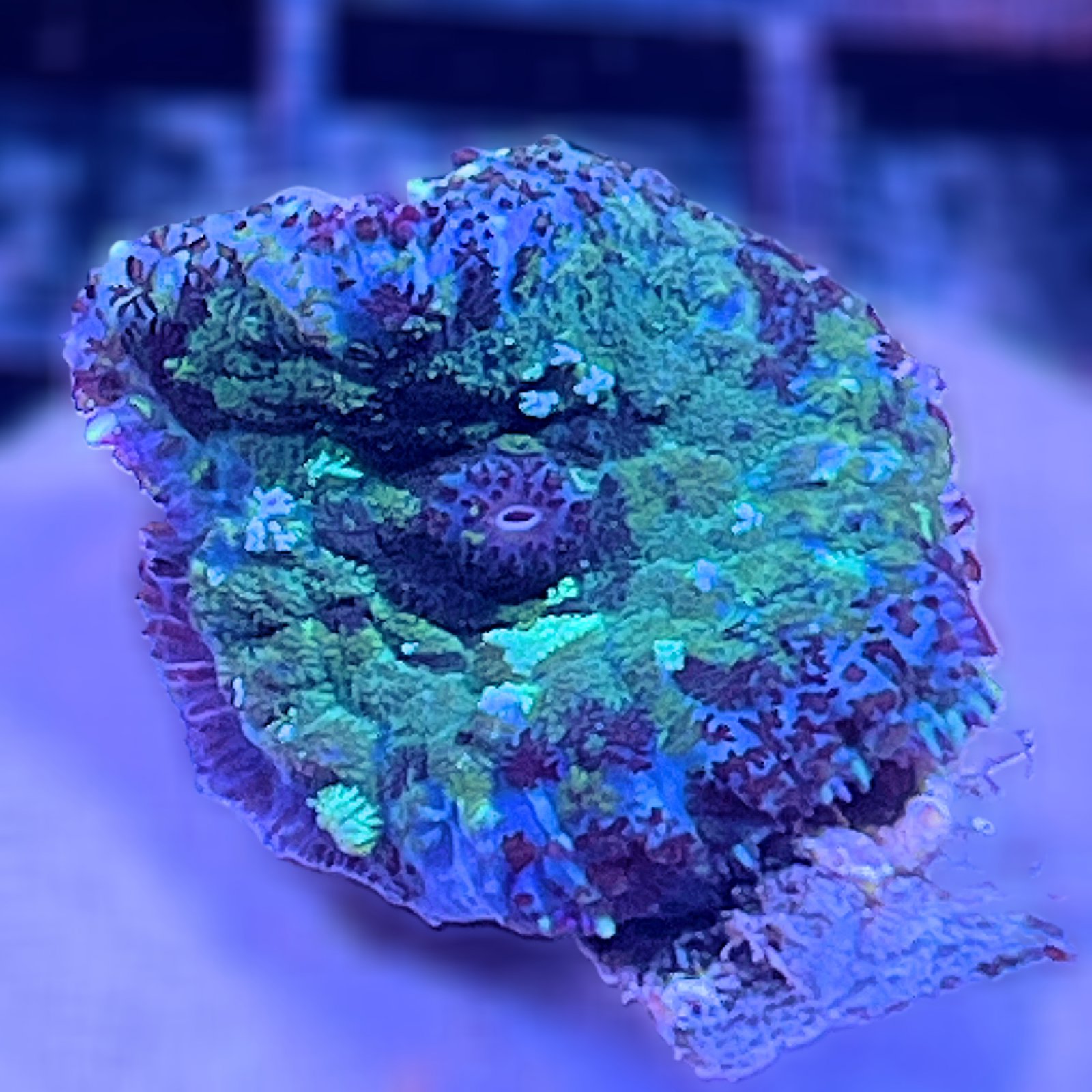 LC Toxic Abyss Discosoma