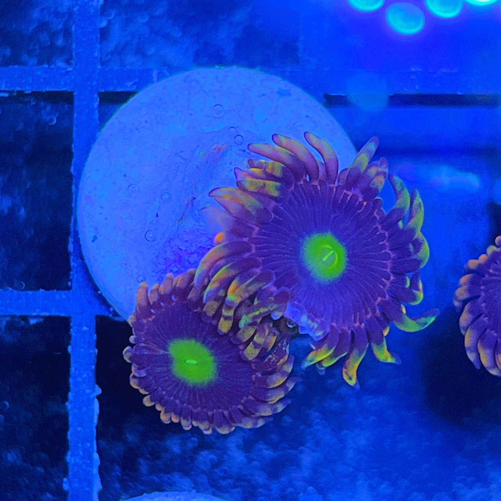Bozo’s Birthday Zoas