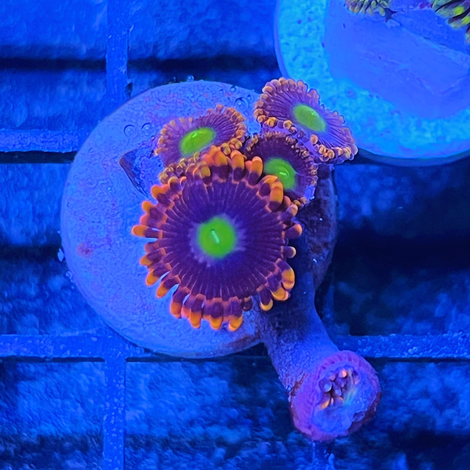 Bozo’s Birthday Zoas