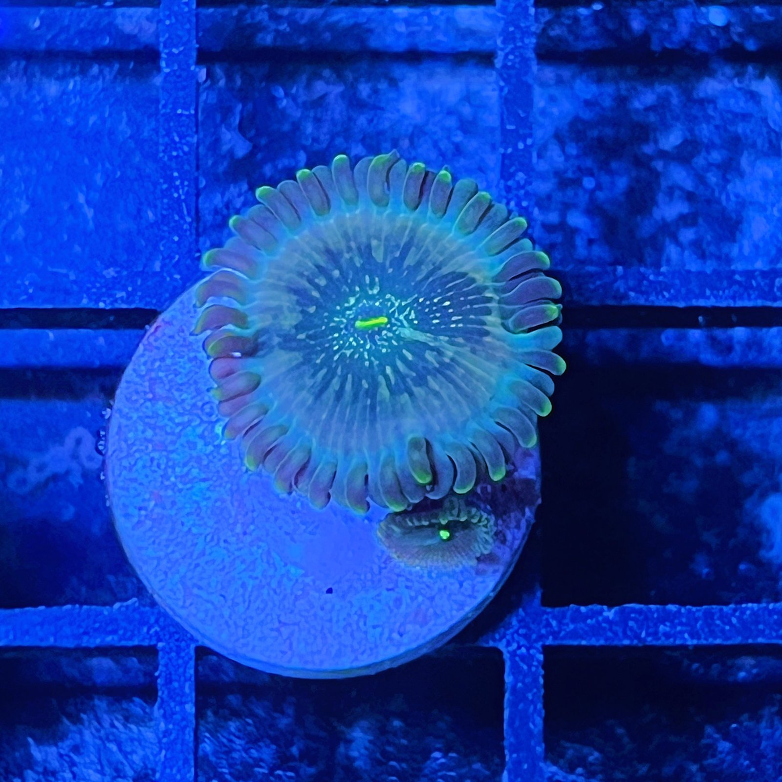 Pink Hawaiian People Eater Zoas