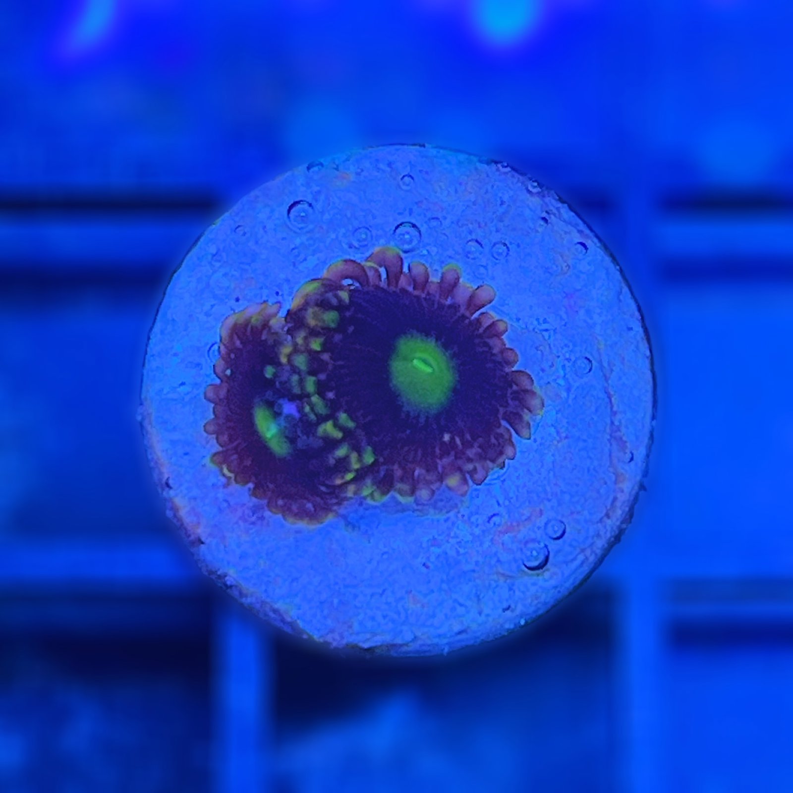 Bozo’s Birthday Zoas