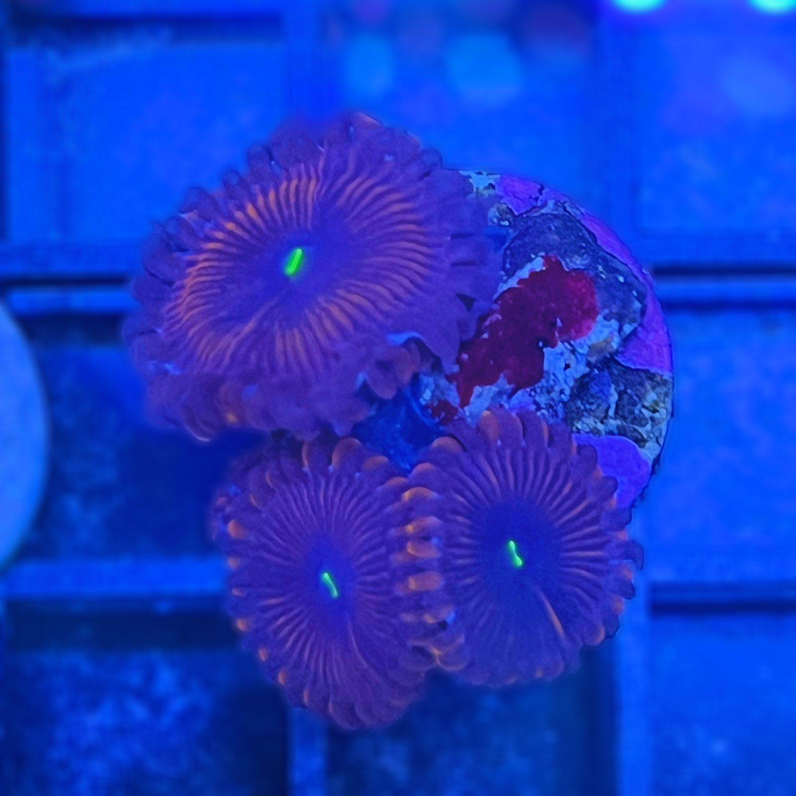 Red People Eater Palys