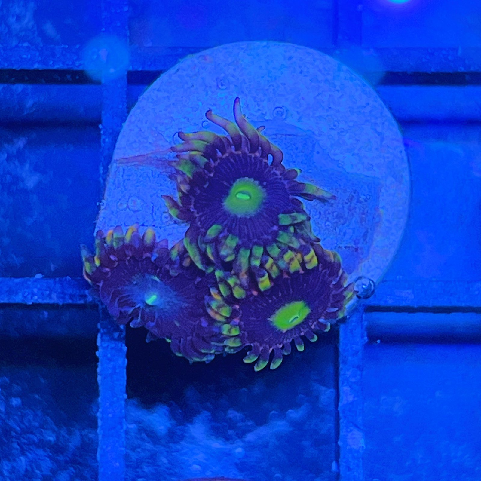 Bozo’s Birthday Zoas
