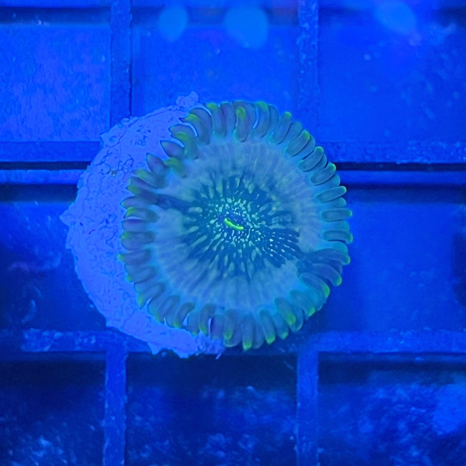 Pink Hawaiian People Eater Zoas