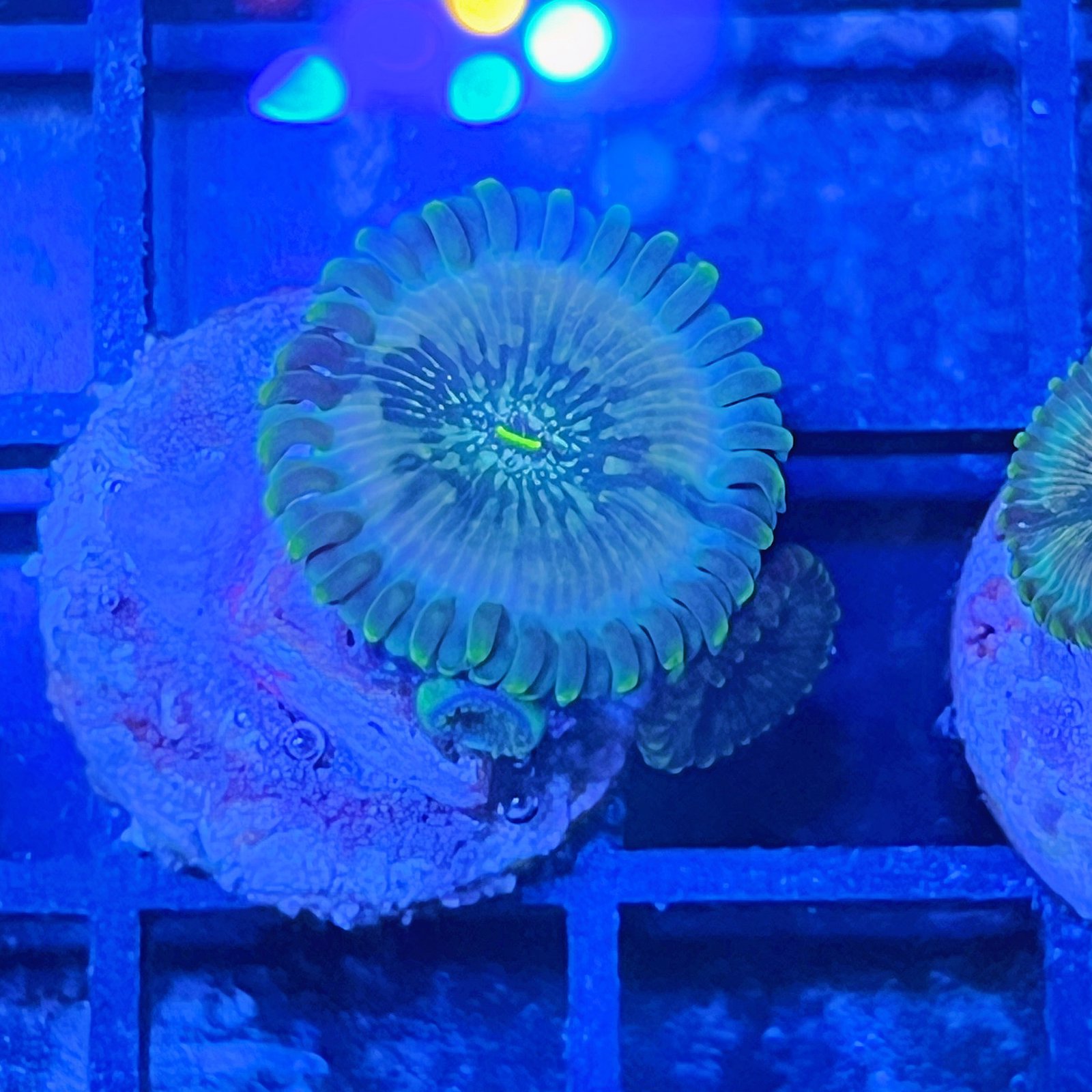 Pink Hawaiian People Eater Zoas