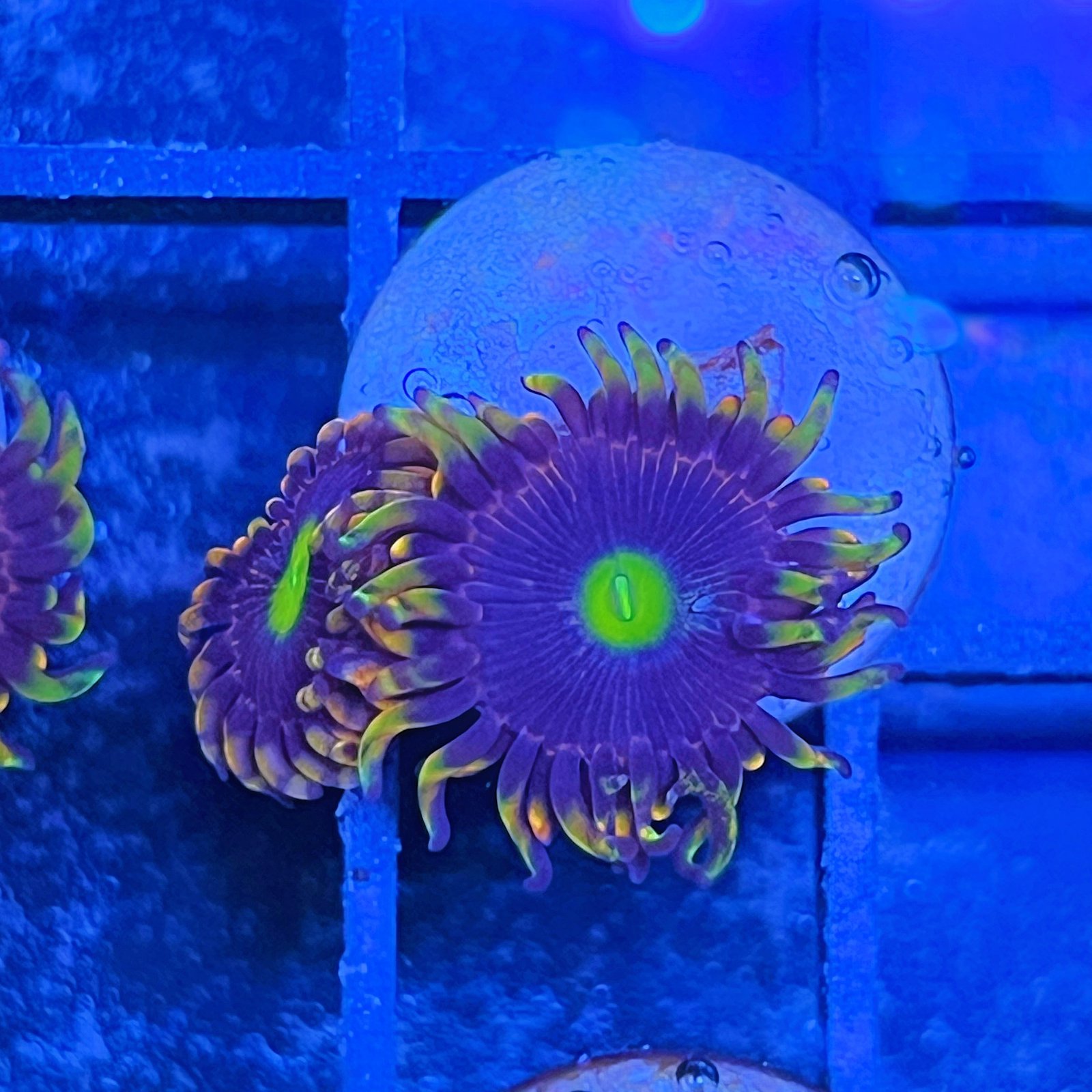 Bozo’s Birthday Zoas