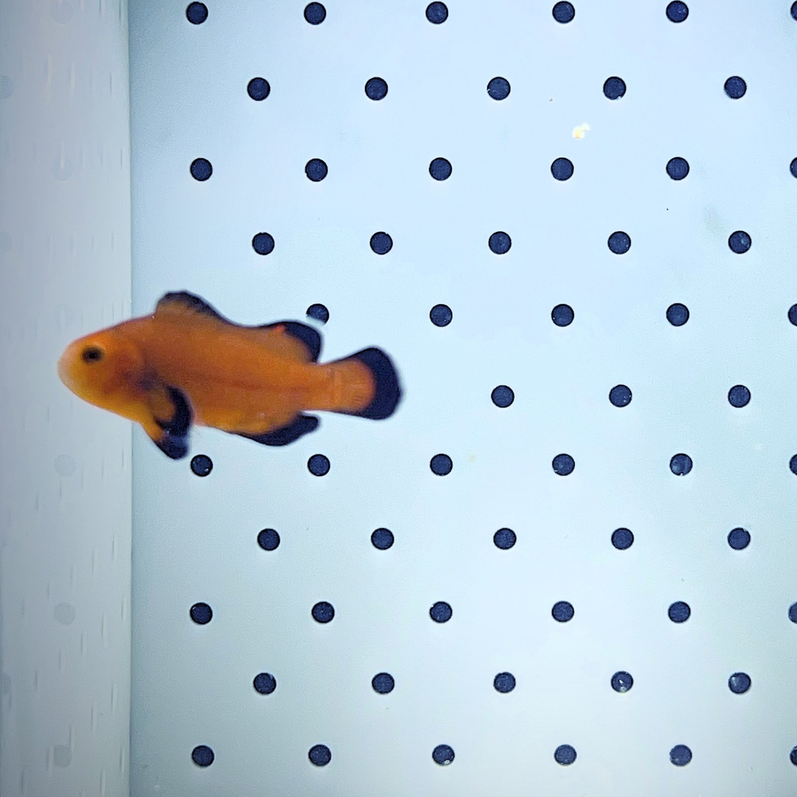 Midnight Clownfish