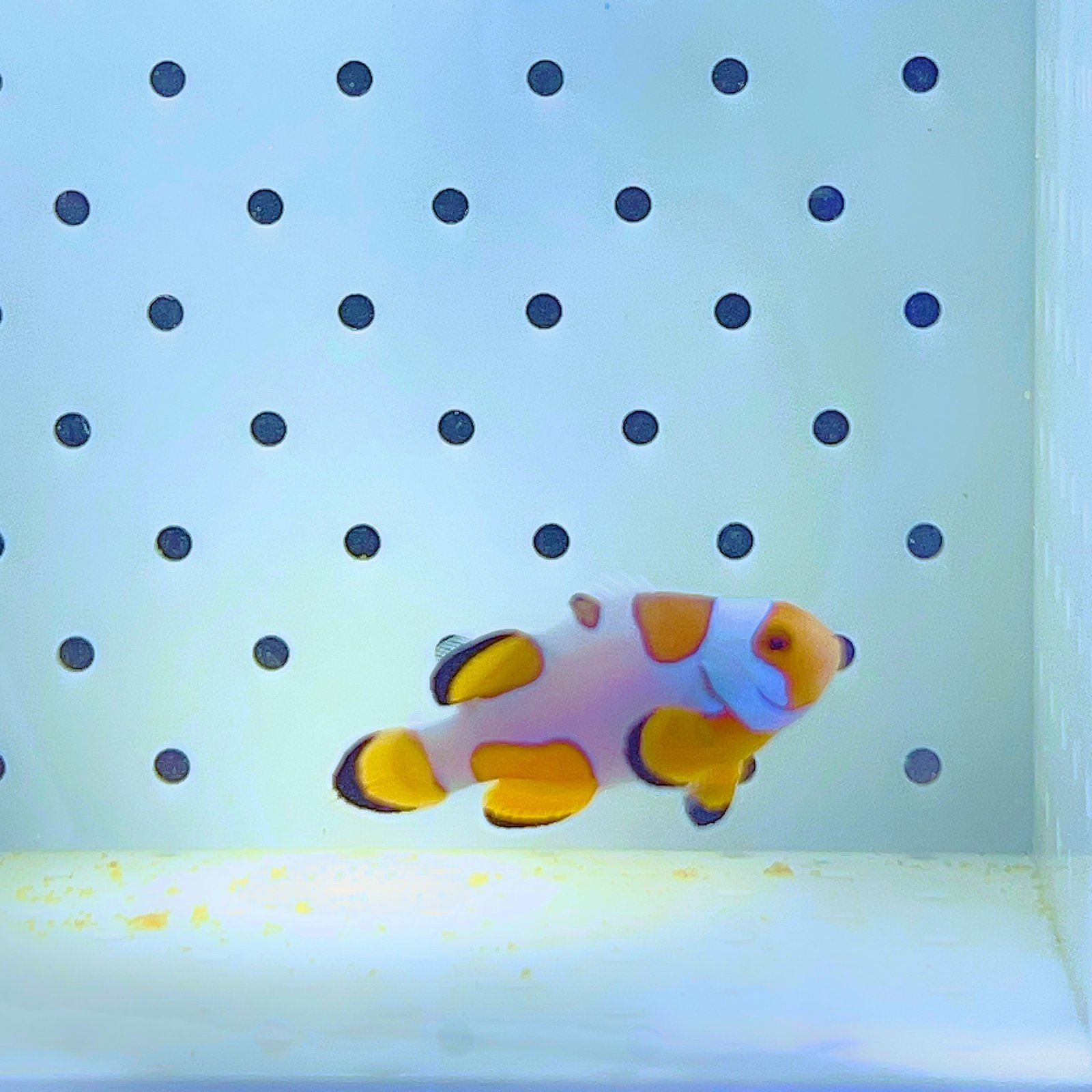 Picasso clownfish