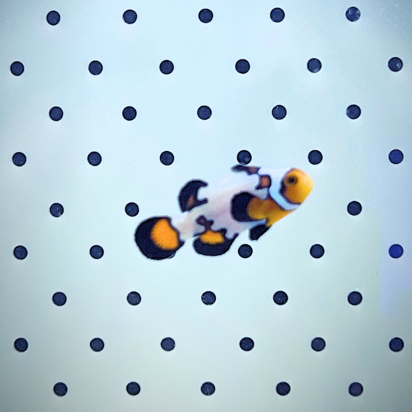 Snowflake Clownfish